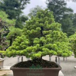 Outdoor Pine Bonsai in Ohio