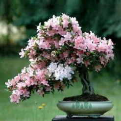 Outdoor Cherry Blossom Bonsai in Ohio