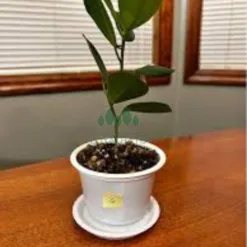 Table Ficus Bonsai in Ohio