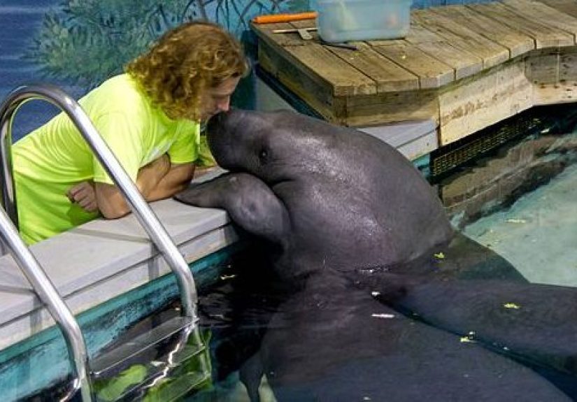 10 Fascinating Facts About Snooty, the World’s Oldest Manatee