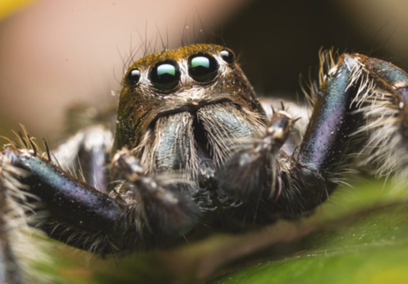 10 Ways Spiders Are Just Misunderstood