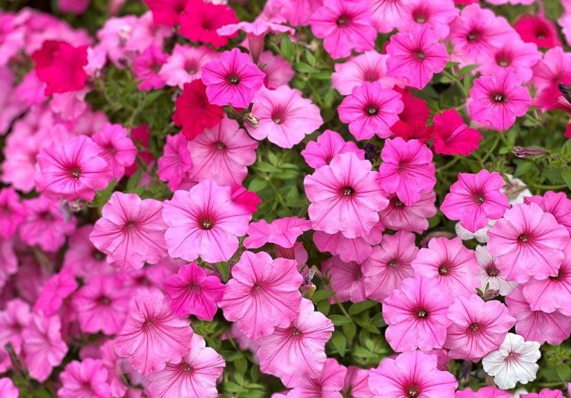 11 Award-Winning New Flowers to Plant in 2025