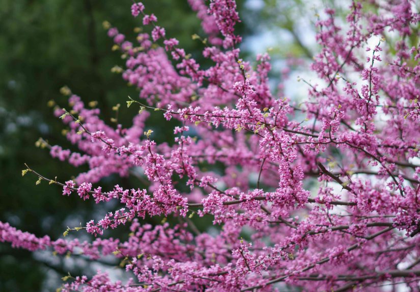 12 Drought-Tolerant Trees That Can Survive Even the Driest Conditions