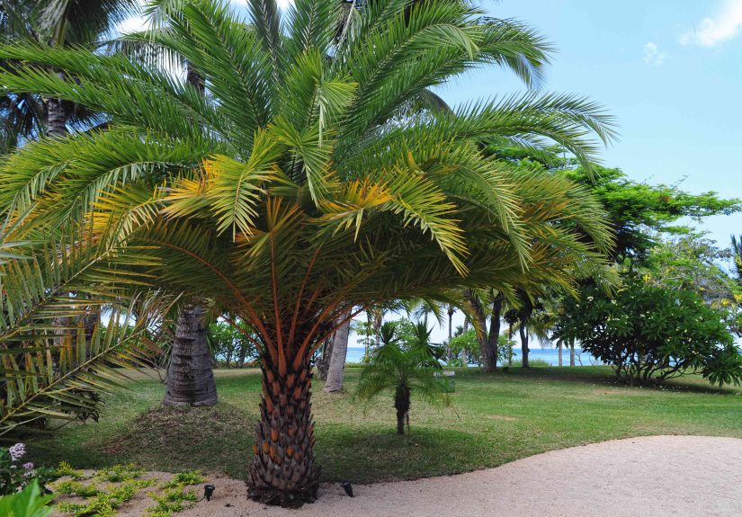 20 Cold Hardy Palm Trees for Freezing Weather