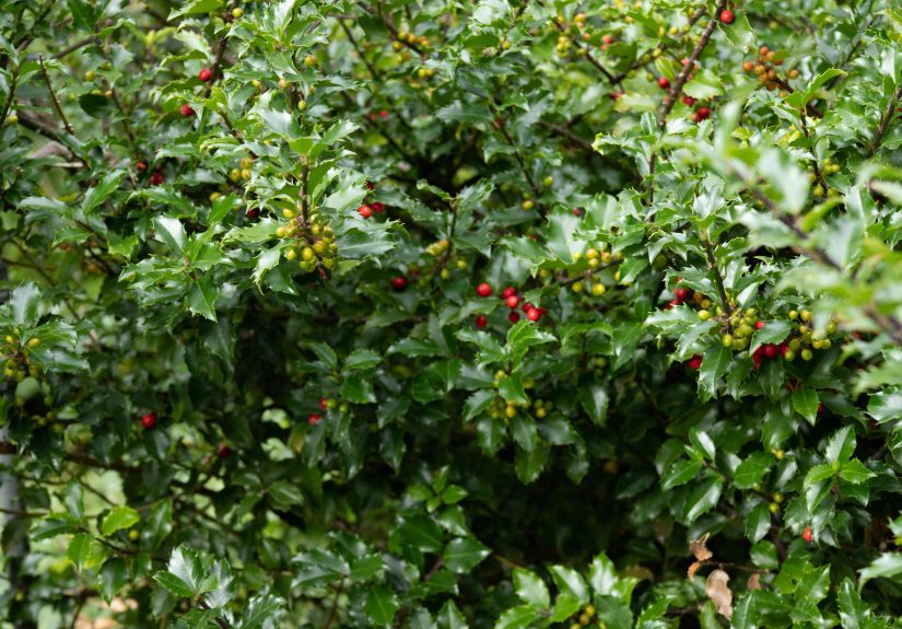 30 Best Shrubs for Shade in Your Yard