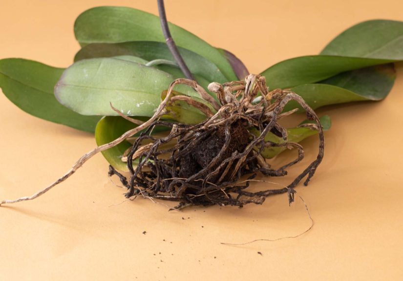 4 Reasons Why Your Orchid Stem Is Turning Yellow and How to Fix It