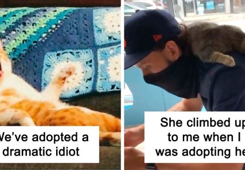 50 Most Wholesome Rescue Pet Photos Of The Month (August Edition)
