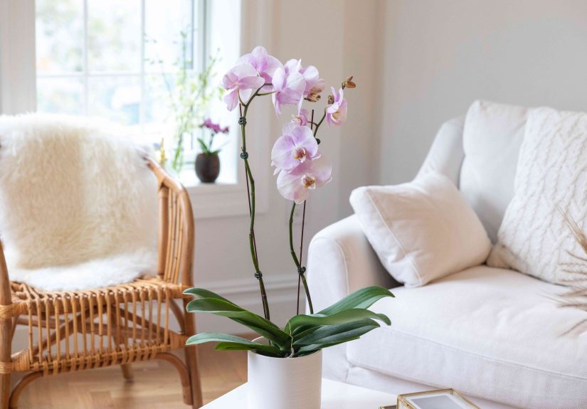 8 Reasons Why Your Orchid Won't Bloom and How to Fix Them