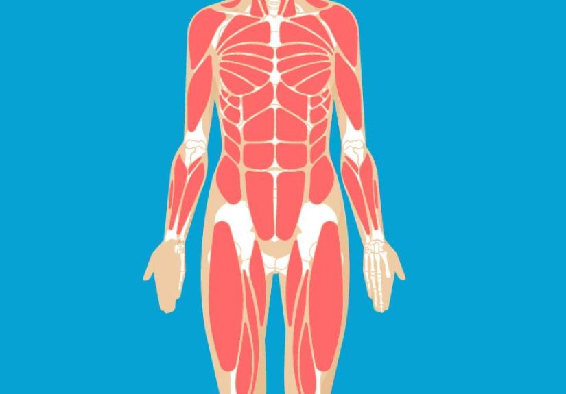 Abdominal Muscles Function, Anatomy & Diagram