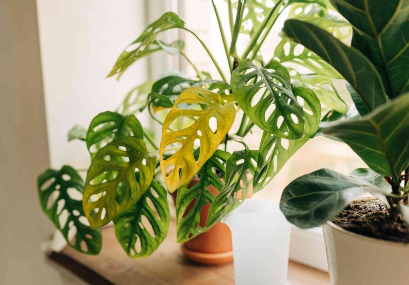 All About Monstera Leaves: Holes, Yellowing, and More