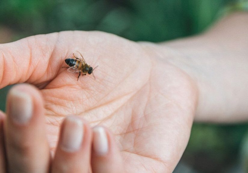 Bee Sting Treatment and Home Remedies: What Works?