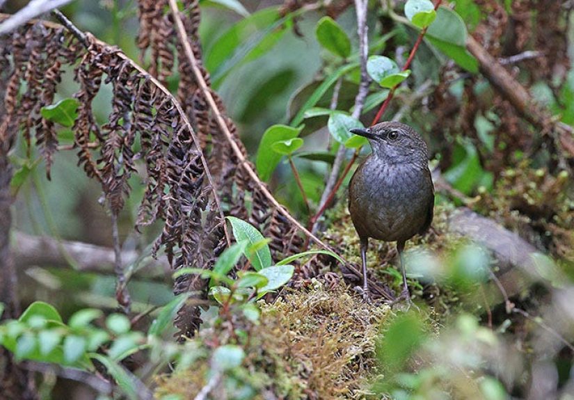 Bird Species - How Many Bird Species Are There - New Birds