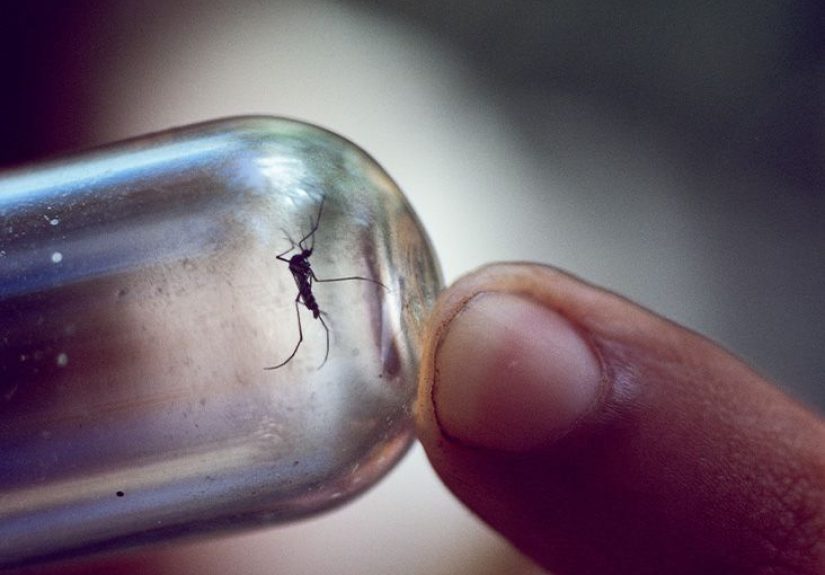 Can Mosquitoes Carry Sexually Transmitted Infections?