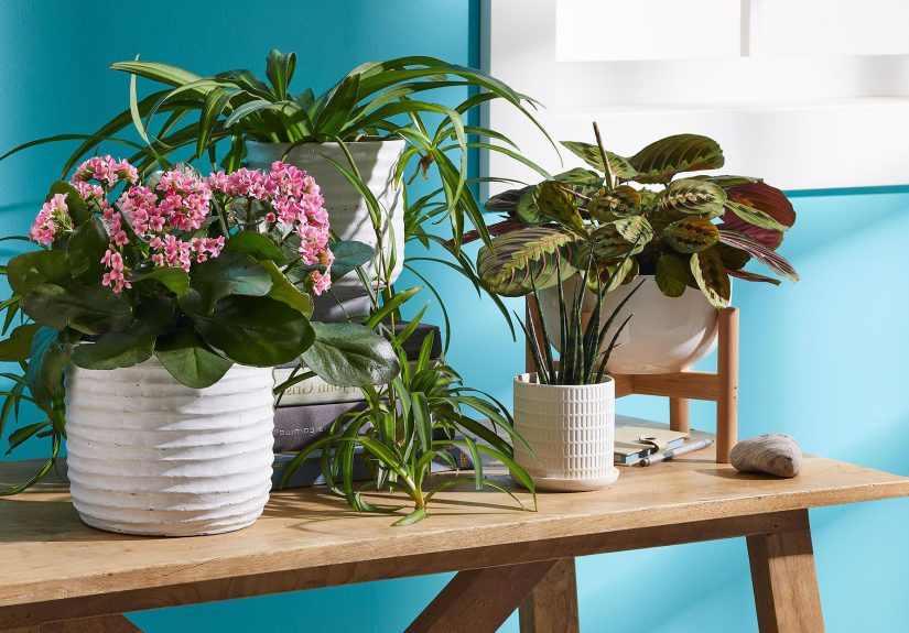 Do Houseplants Really Purify the Air?