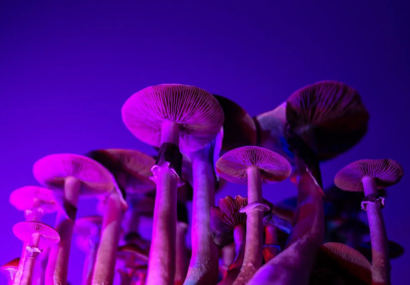 Facing Death Without Fear: Psychedelics for End-of-Life Care