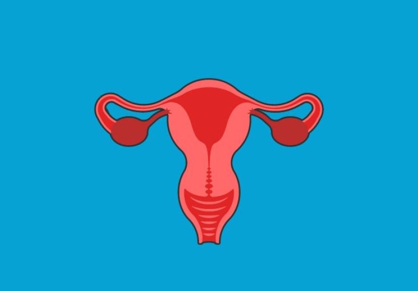Female Urethra: Anatomy, Function, Diagram, Conditions, Health Tips