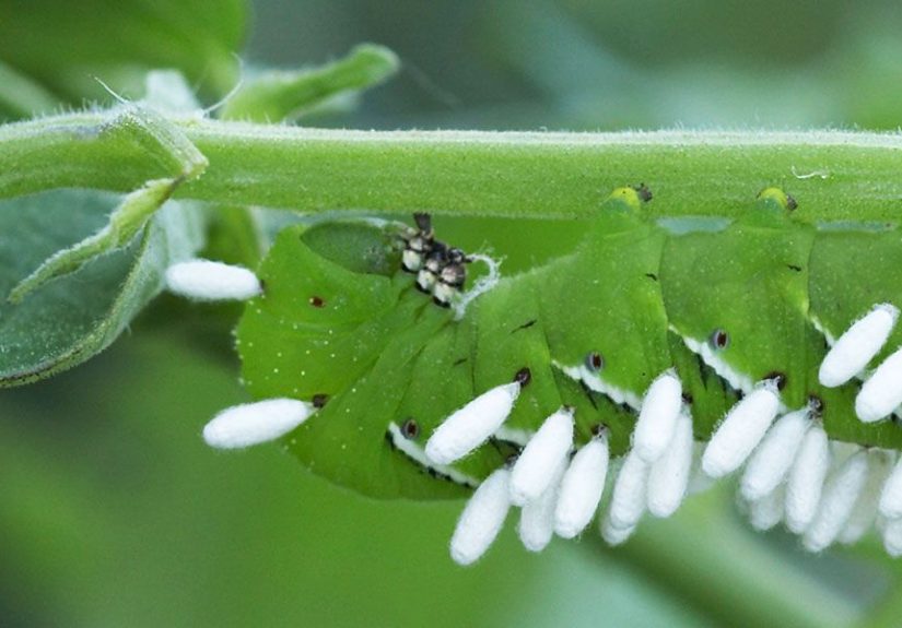 Garden Pests