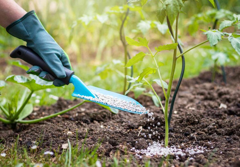 Guide to Fertilizing Tomatoes: How and When to Do It