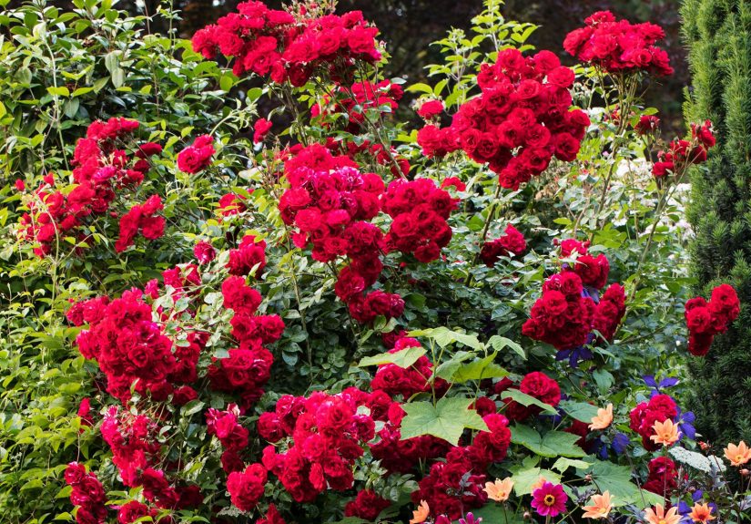 How and When to Prune Roses to Get More Flowers