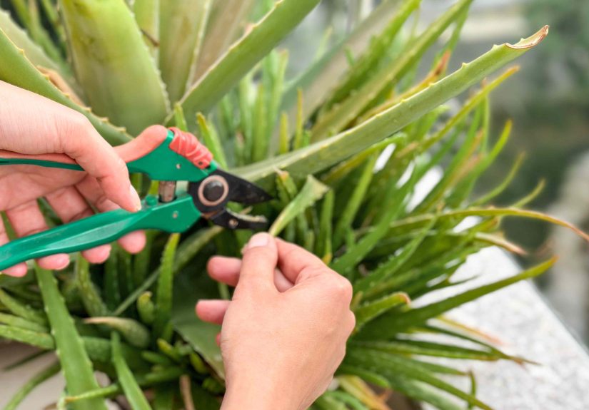 How Much Aloe Can You Cut Off Before Causing Damage? We Asked a Gardener