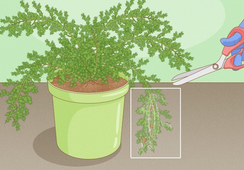 How to Care for an Asparagus Fern: 12 Steps