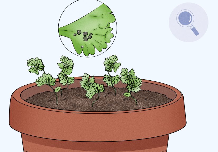 How to Germinate Cilantro Seeds: 10 Steps