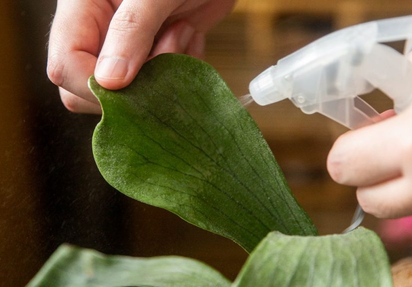 How to Get Rid of Scale on Plants