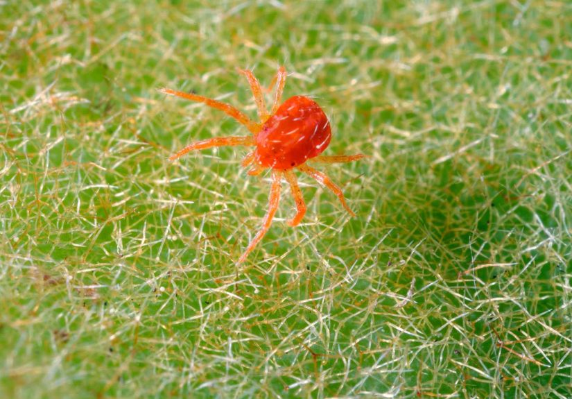 How to Get Rid of Spider Mites