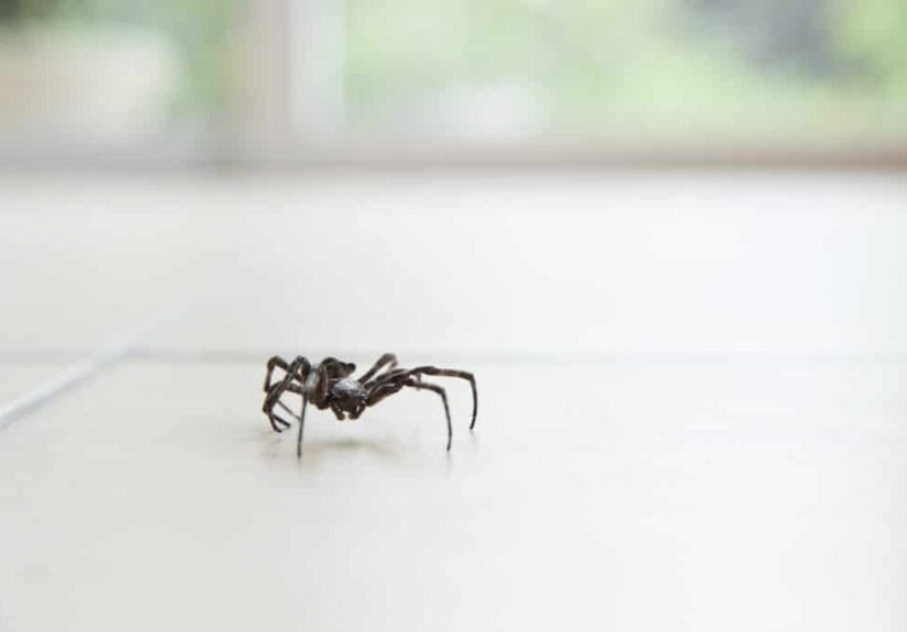 How to Get Rid of Spiders