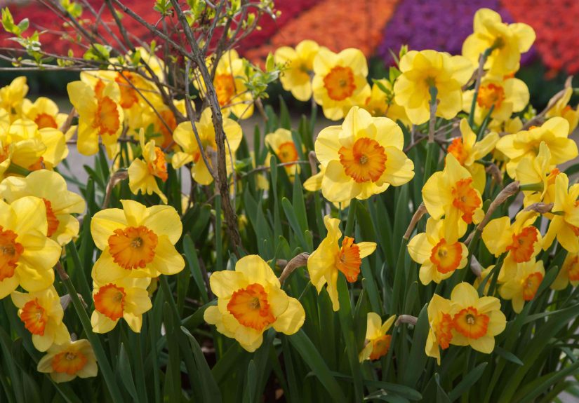 How to Grow and Care for Daffodils