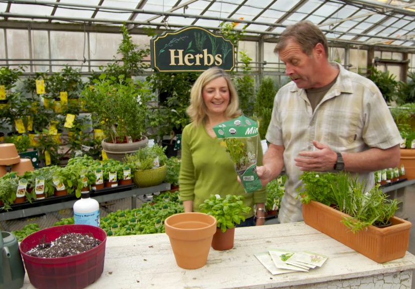 How To Grow Culinary Herbs