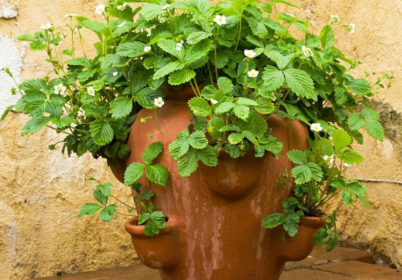 How to Grow Strawberries in Pots