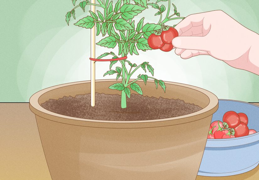 How to Grow Tomatoes in a Greenhouse