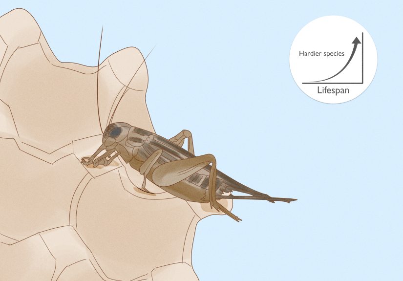 How to Keep Crickets Alive: Expert Care & Feeding Tips