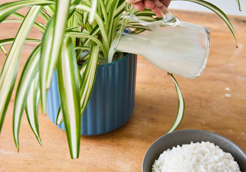 How to Use Rice Water for Plants: 3 Ways