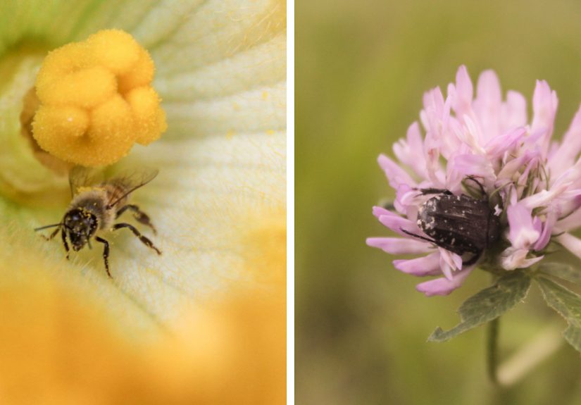 I Captured The Secret World In My Garden (17 Pics)