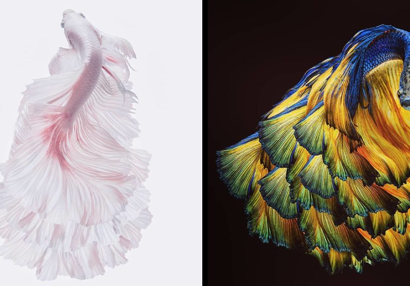 I Photographed Betta Fish In All Sorts Of Colors And Patterns (35 Pics)