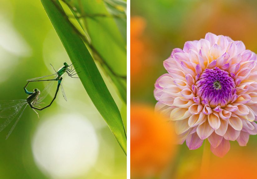 I’m A Macro Photographer, Focusing On The Small Things That Usually Go Unnoticed (28 Pics)