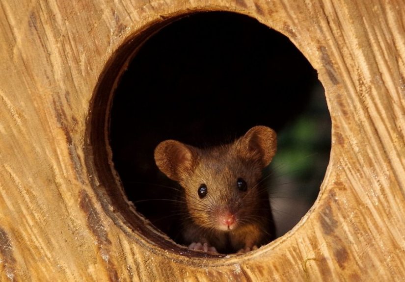 Man Discovers A Family Of Mice, Builds Them A Tiny Village
