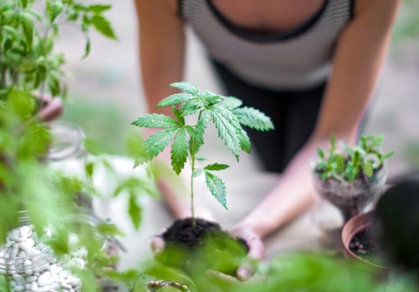 Medical Marijuana for Fibromyalgia: Can It Relieve Symptoms?