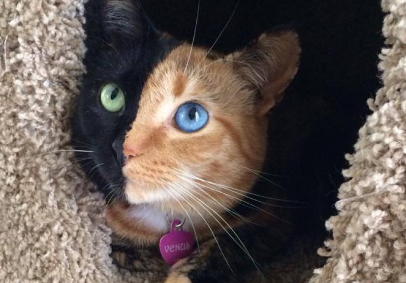 Meet Venus, A Cat With Two Faces