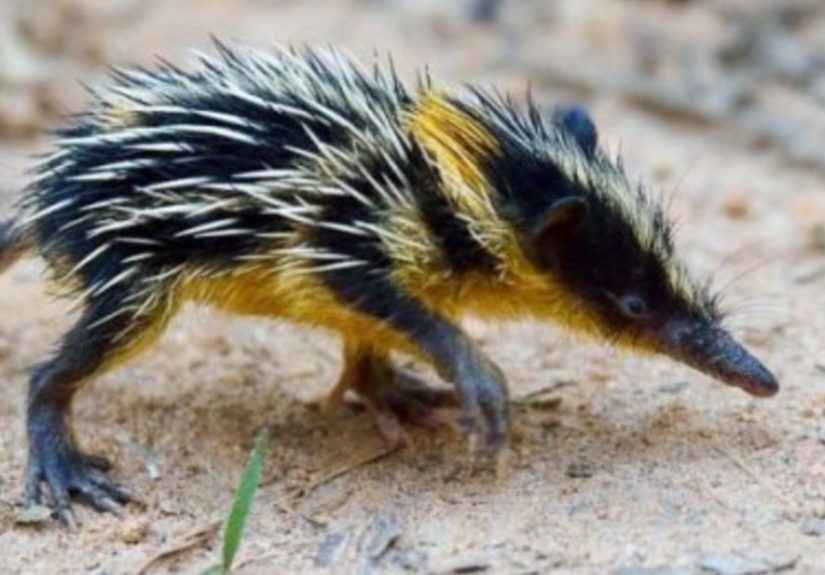 “The Fancy Mouse Is Not Just Any Mouse”: 50 Ridiculously Adorable Animals You Might Be Seeing For The First Time