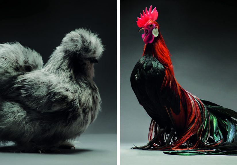 We Photographed Hundreds Of The Most Beautiful Chickens, And Just Look At Them!