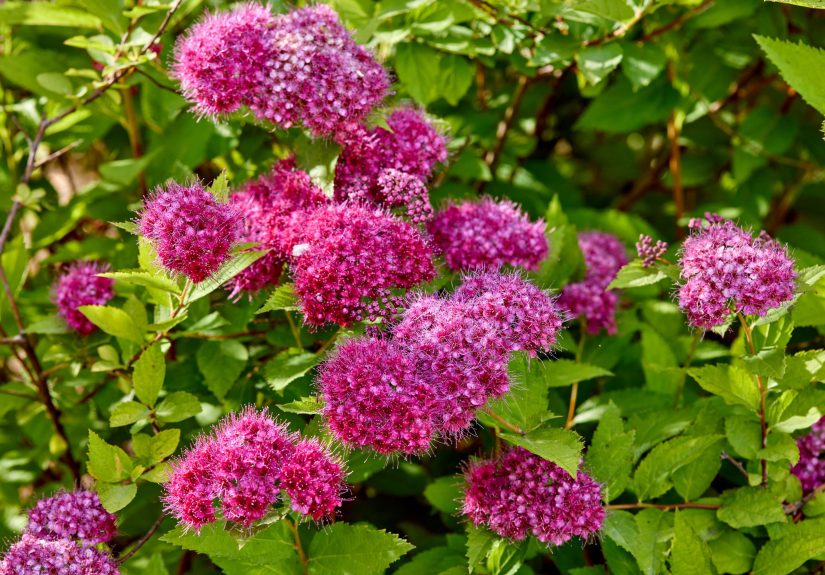 11 Fast-Growing Shrubs to Fill Your Garden in No Time