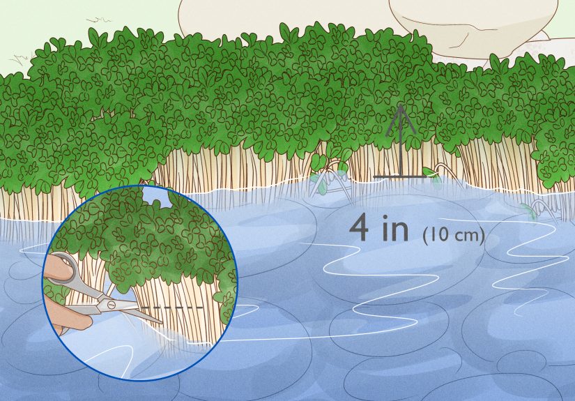 3 Simple Ways to Grow Watercress in a Pond