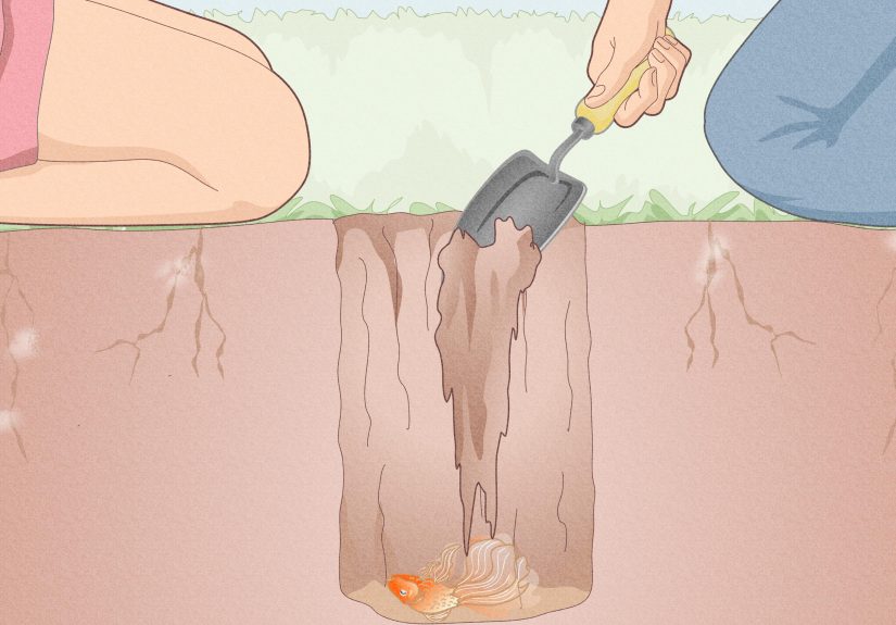 3 Ways to Dispose of Aquarium Fish