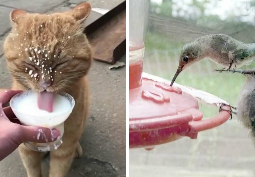 34 Funny And Adorable Animal Photos That Prove Pets Are The Best Part Of The Internet