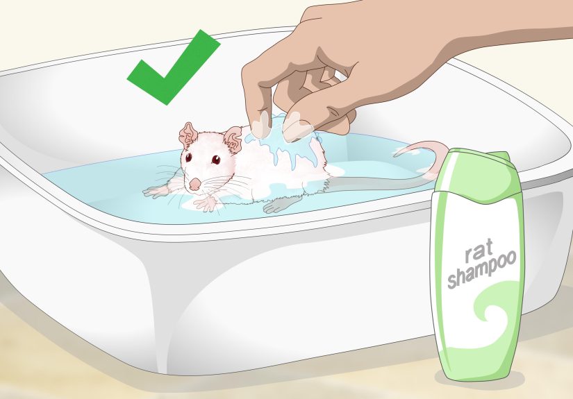 4 Ways to Care for a Young Rat