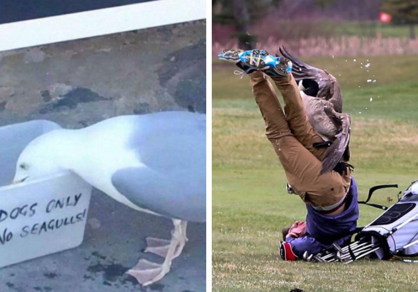 50 Funny Photos That Show Birds Being Jerks For Absolutely No Reason