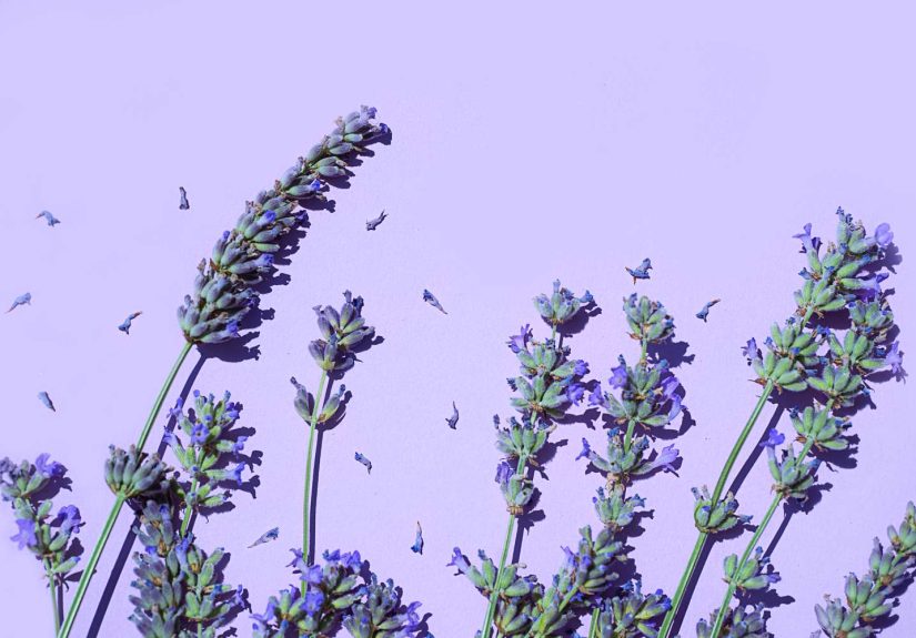 8 Things Lavender Oil Can Do for YouBesides Help You Sleep